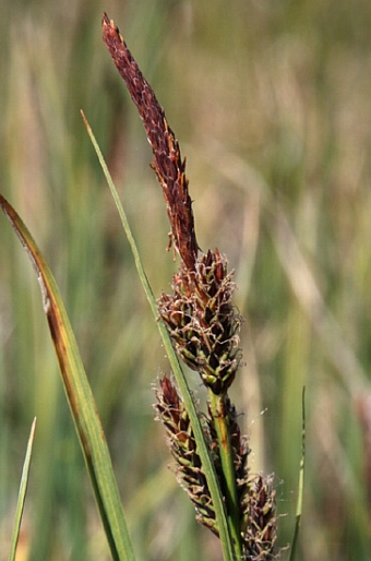 Carex aquatilis subsp. stans