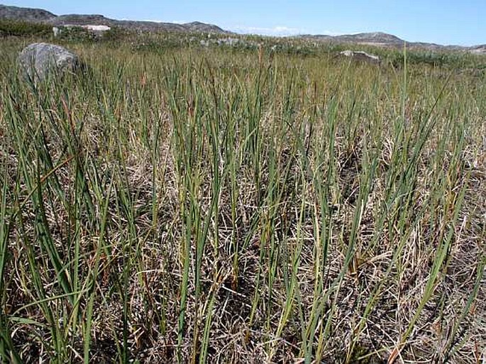 Carex aquatilis subsp. stans