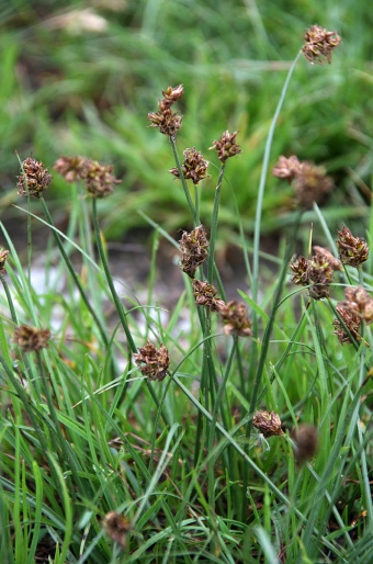 Carex stenophylla