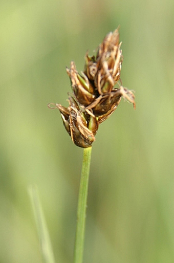 Carex stenophylla