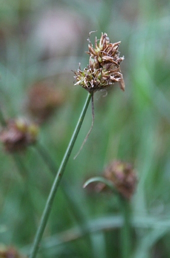 Carex stenophylla