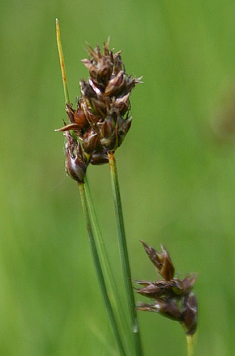 Carex stenophylla