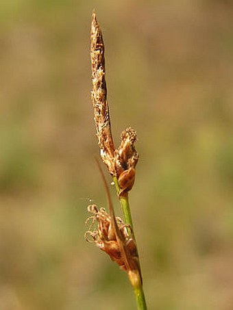 Carex supina