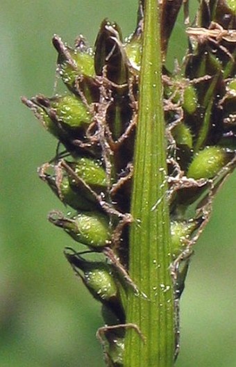 Carex umbrosa