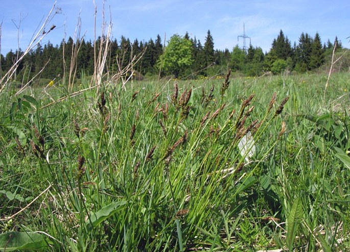 Carex umbrosa