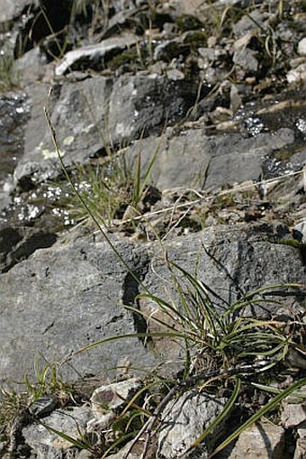 Carex vaginata