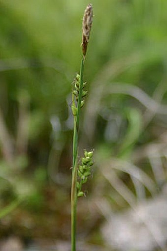 Carex vaginata