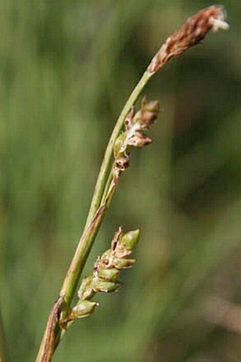 Carex vaginata