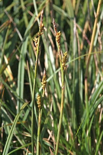 Carex vaginata