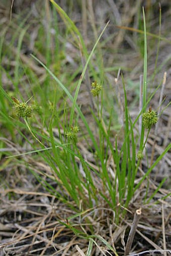 Carex viridula