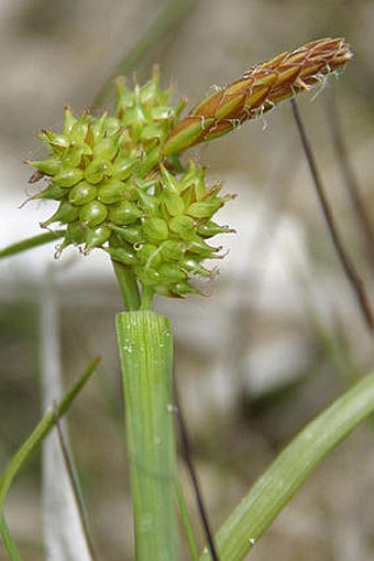 Carex viridula