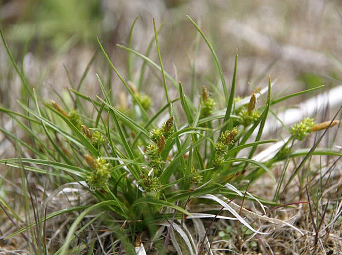 Carex viridula