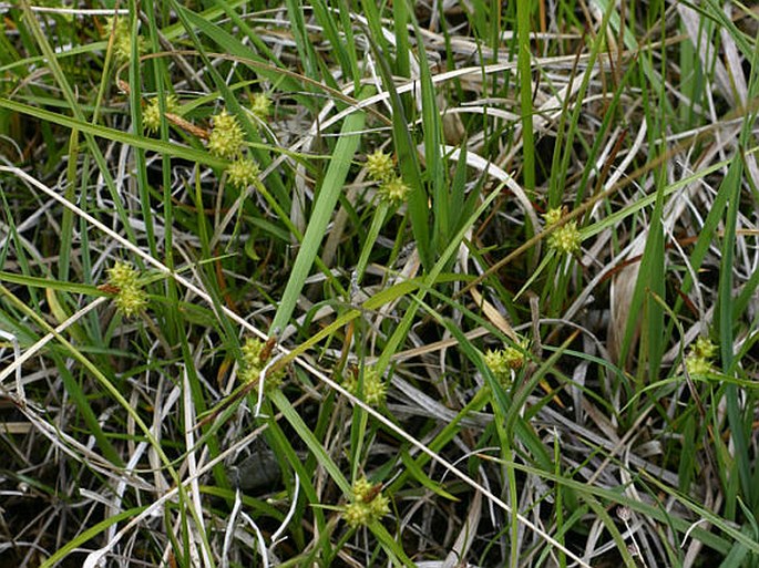 Carex viridula