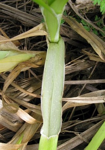 Carex vulpina