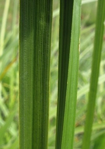 Carex vulpina