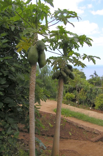 Carica papaya