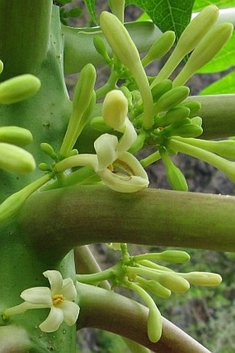 Carica papaya