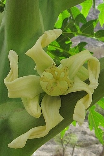 Carica papaya