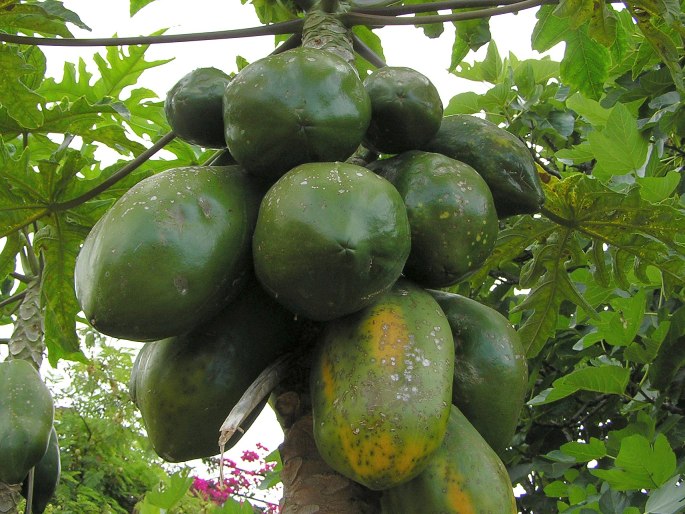 Carica papaya