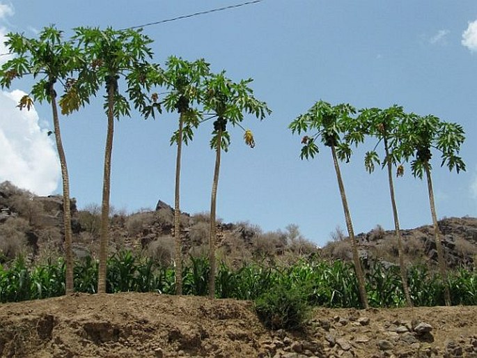 Carica papaya