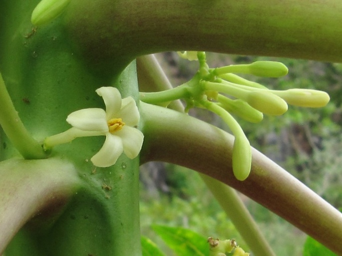 Carica papaya