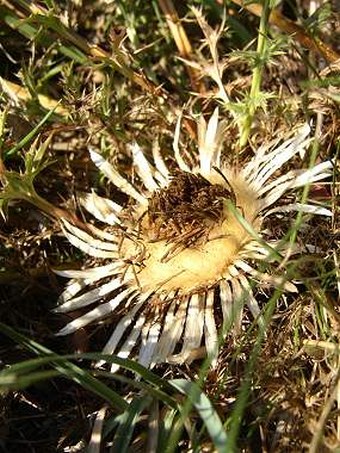 Carlina acaulis