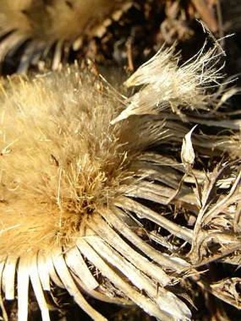 Carlina acaulis