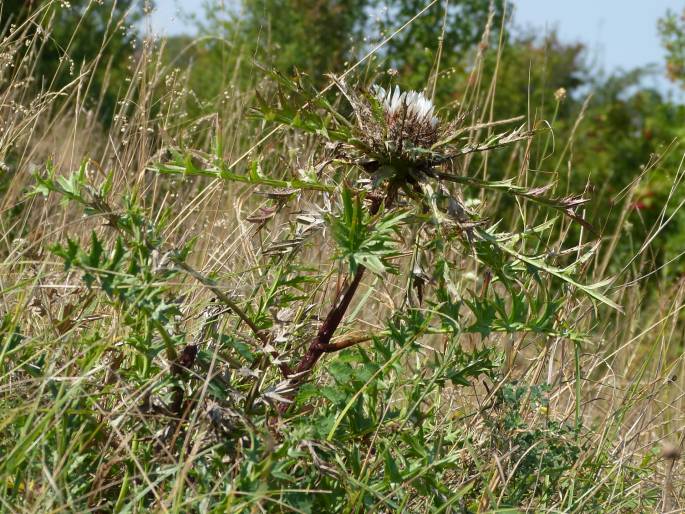 Carlina acaulis subsp. caulescens