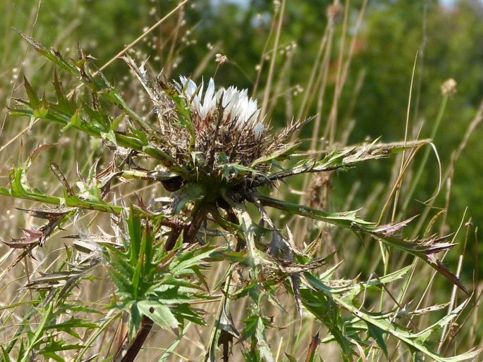 Carlina acaulis subsp. caulescens