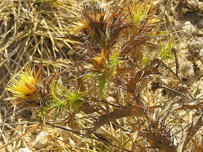 Carlina corymbosa