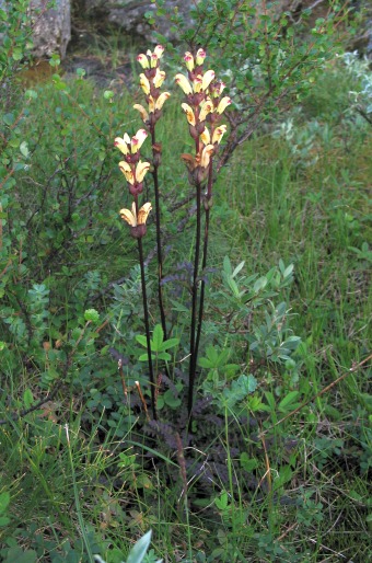 Pedicularis sceptrum-carolinum