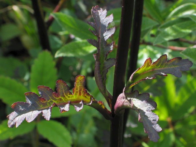 Pedicularis sceptrum-carolinum