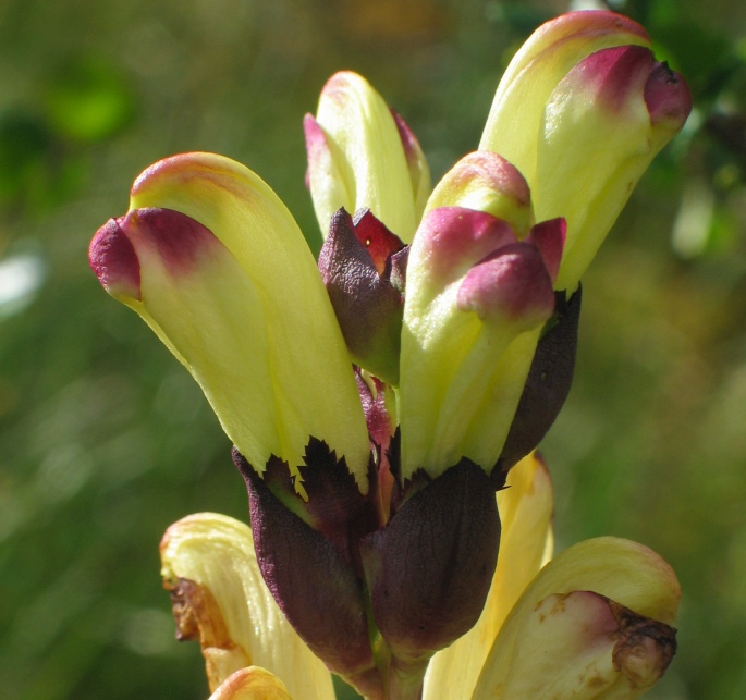 Pedicularis sceptrum-carolinum