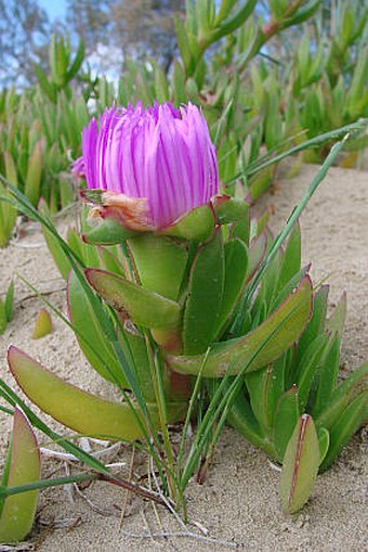 Carpobrotus acinaciformis