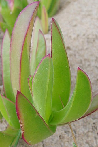 Carpobrotus acinaciformis