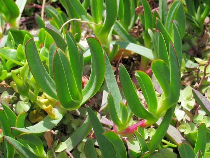 Carpobrotus edulis