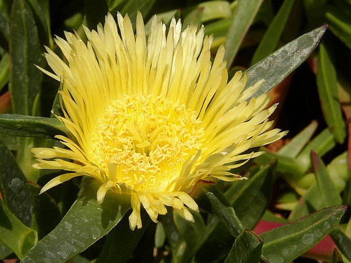 CARPOBROTUS EDULIS (L.) N. E. Br.