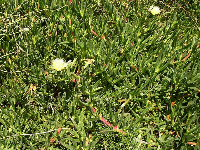 Carpobrotus edulis