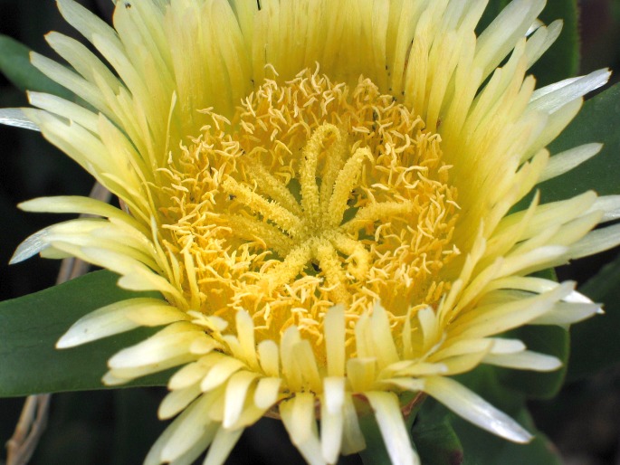 Carpobrotus edulis