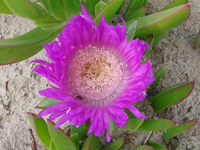 CARPOBROTUS ACINACIFORMIS (L.) L. Bolus