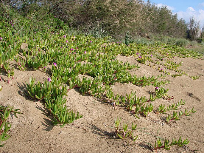 Carpobrotus acinaciformis