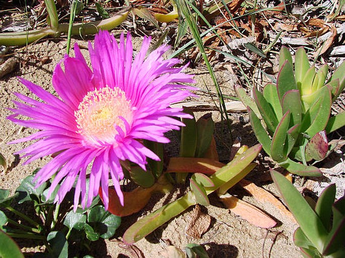 Carpobrotus acinaciformis