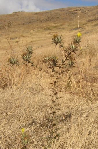 Carthamus lanatus