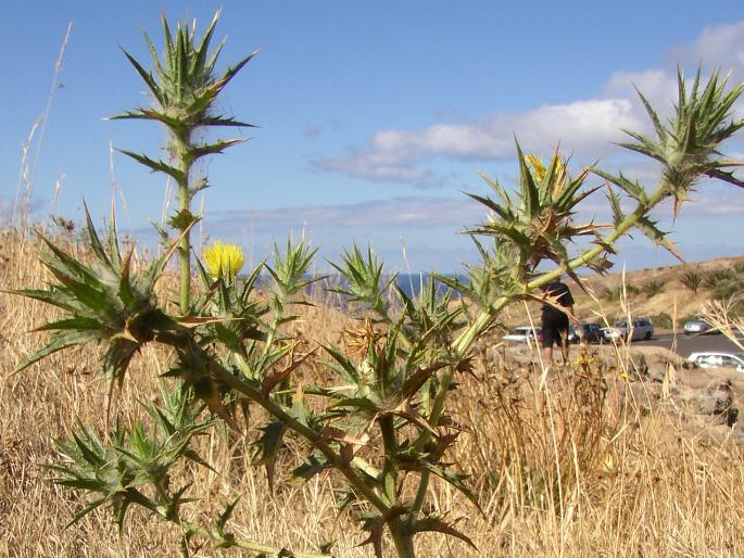 Carthamus lanatus