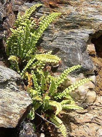 Asplenium viride