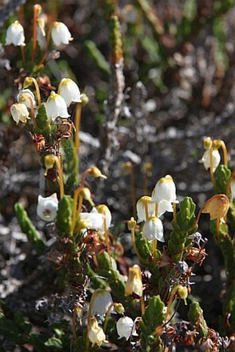 Cassiope tetragona