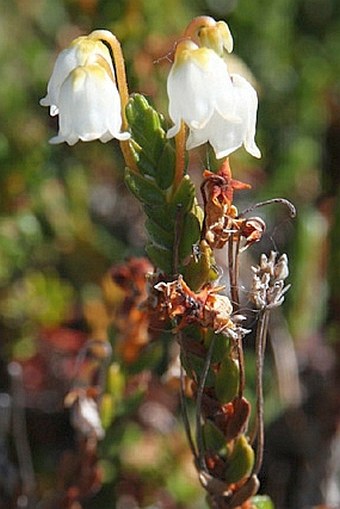 Cassiope tetragona