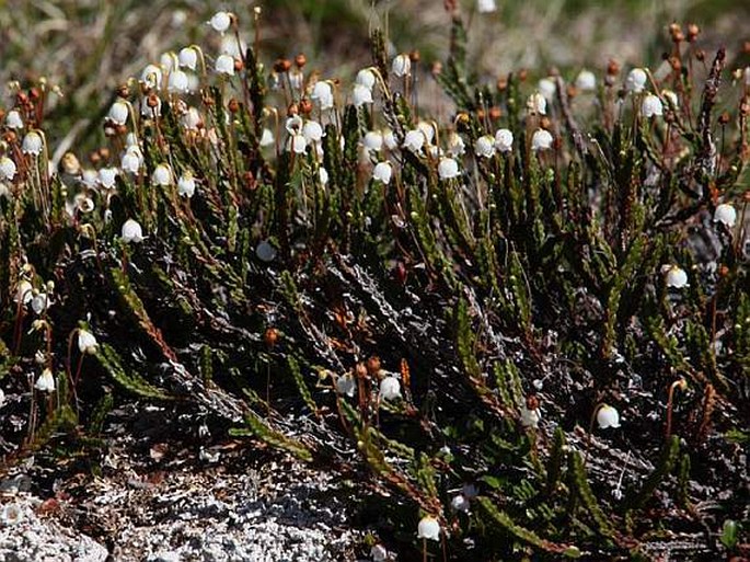 Cassiope tetragona