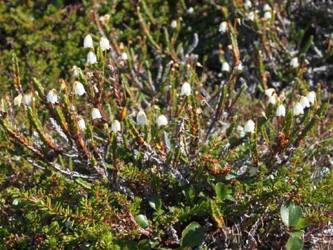 Cassiope tetragona