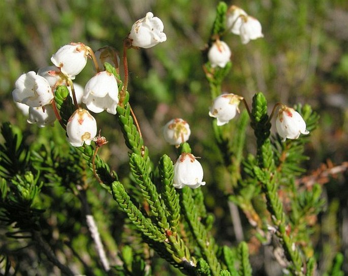 CASSIOPE MERTENSIANA (Bong.) G. Don